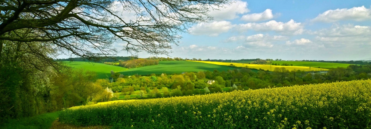 Field in spring